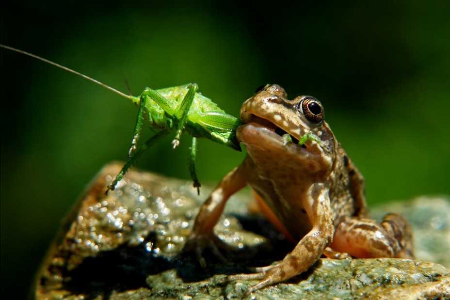 Чем питается лягушка в природе и в домашних условиях? :: syl.ru