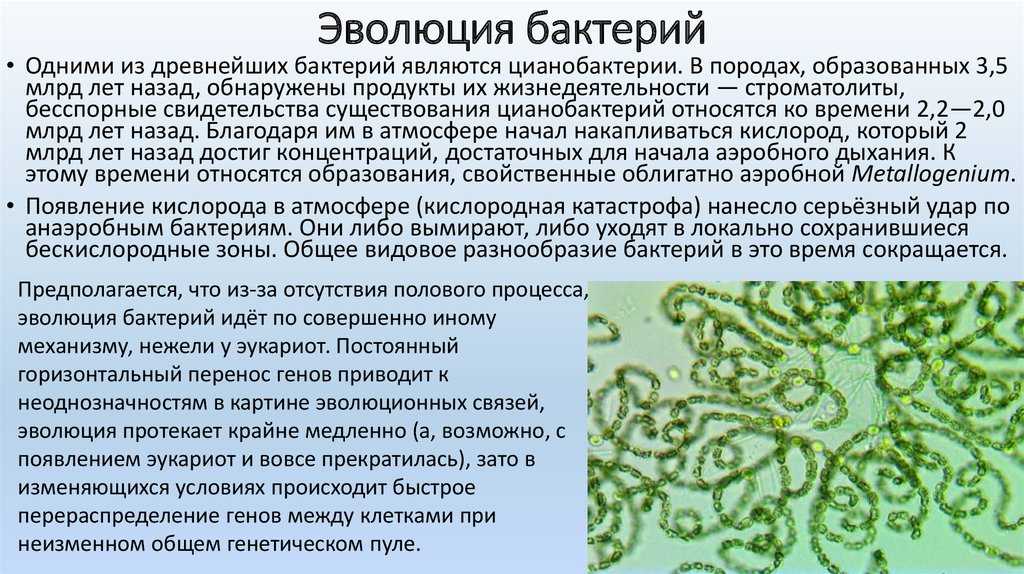 Прокариоты вирусы грибы. Цианобактерии бациллы. Эволюция бактерий. Происхождение бактерий. Эволюция микроорганизмов.