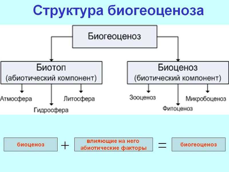 Функциональное сообщество. Структура биоценоза компонент. Структурные компоненты биоценоза. Схема структурных компонентов биоценоза. Какова структура биогеоценоза.