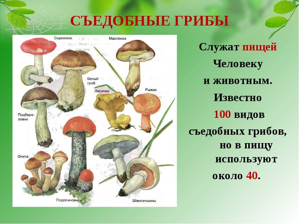 Несъедобные лесные грибы 2. Съедобные грибы и несъедобные грибы окружающий мир 2. Съедобные и несъедобные грибы 5 класс биология. Съедобные и ядовитые грибы 5 класс биология. Съедобные грибы и несъедобные грибы 5 класс биология.