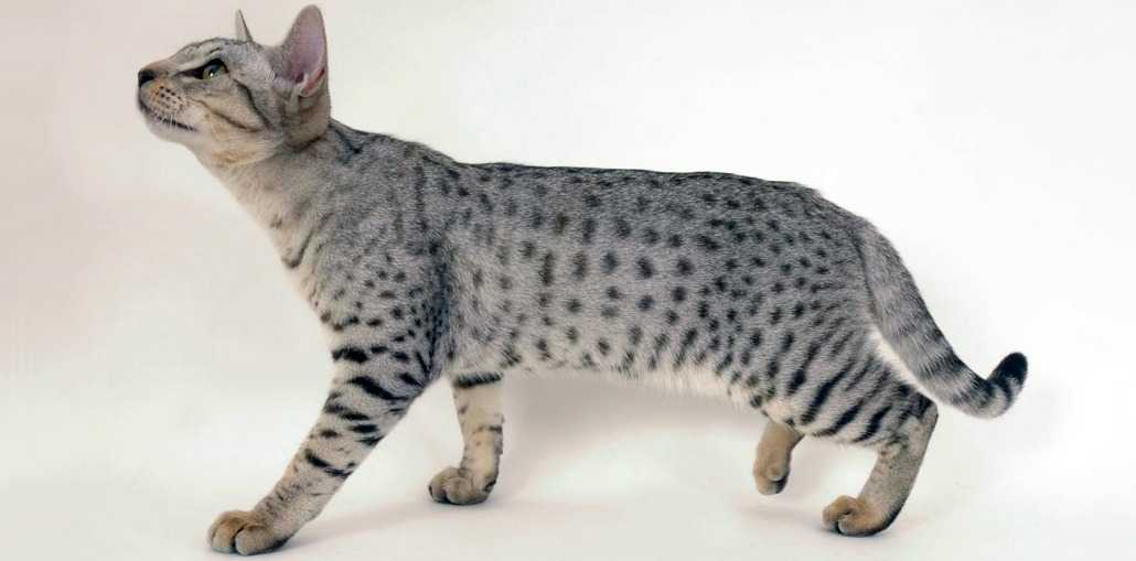ᐉ пятнистые кошки: топ 20 пород, похожих на леопарда, 50 фото - zoogradspb.ru