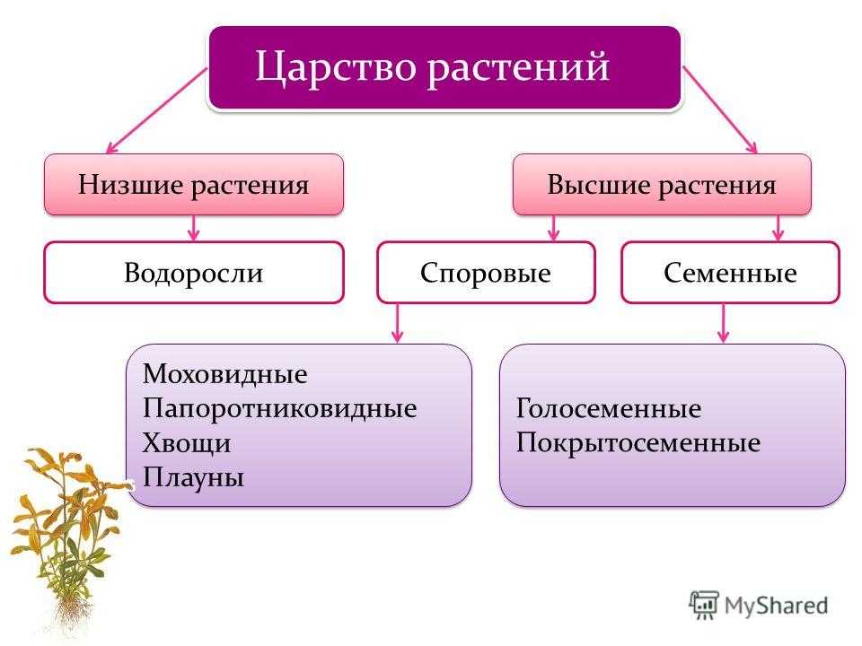 Низшими растениями называют 5 класс. Характеристика высших и низших растений. Царство низших растений. Название низших растений. Высшие и низшие растения.