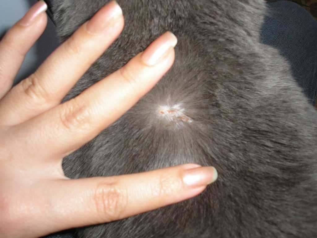 Папилломы у кошек — все о "бородавках" от ветеринара