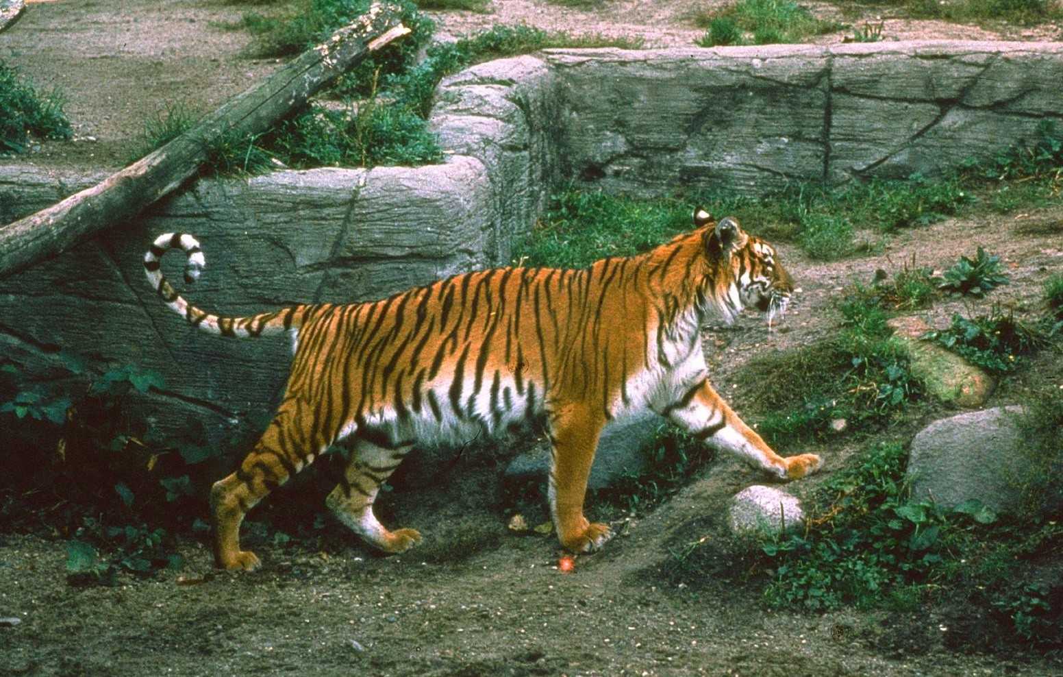 В мире впервые за сто лет зафиксировали рост численности тигров - новости - gorodche.ru