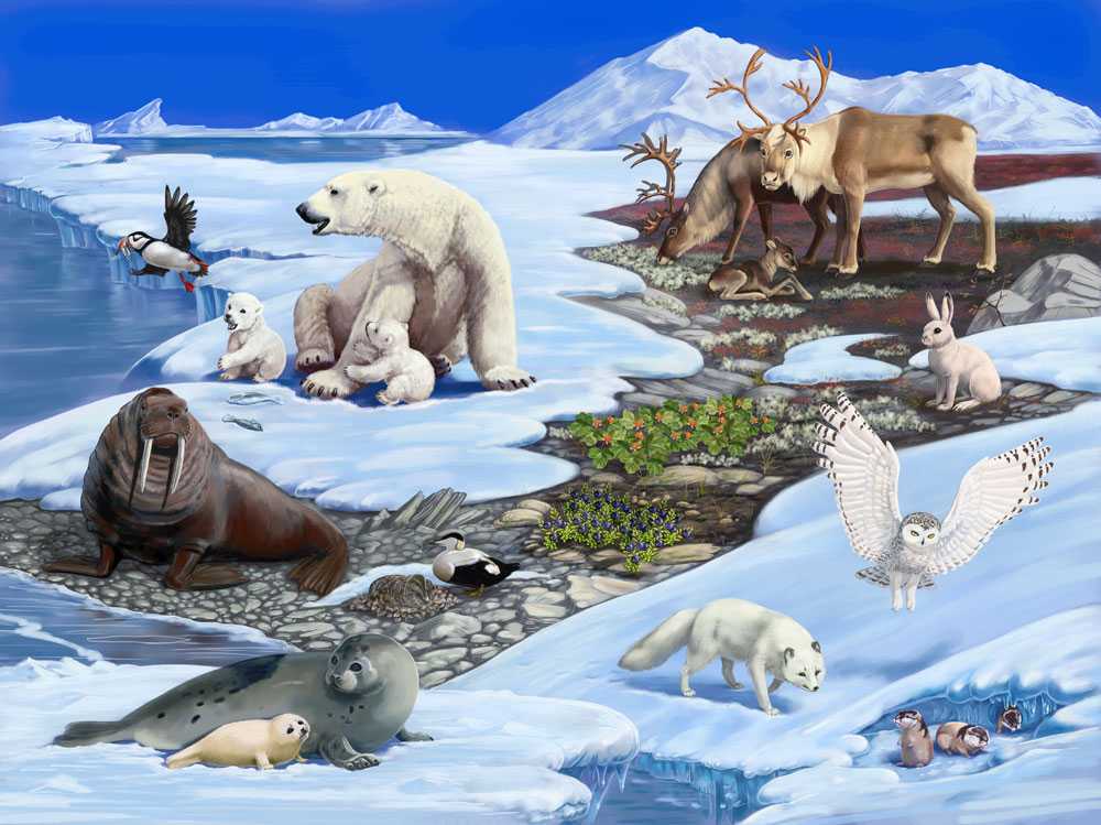 Арктика — регион окружающий северный полюс, который включает в себя практически весь Северный Ледовитый океан, Гренландию, а также северные территории США, Канады, Исландии, Скандинавии и России