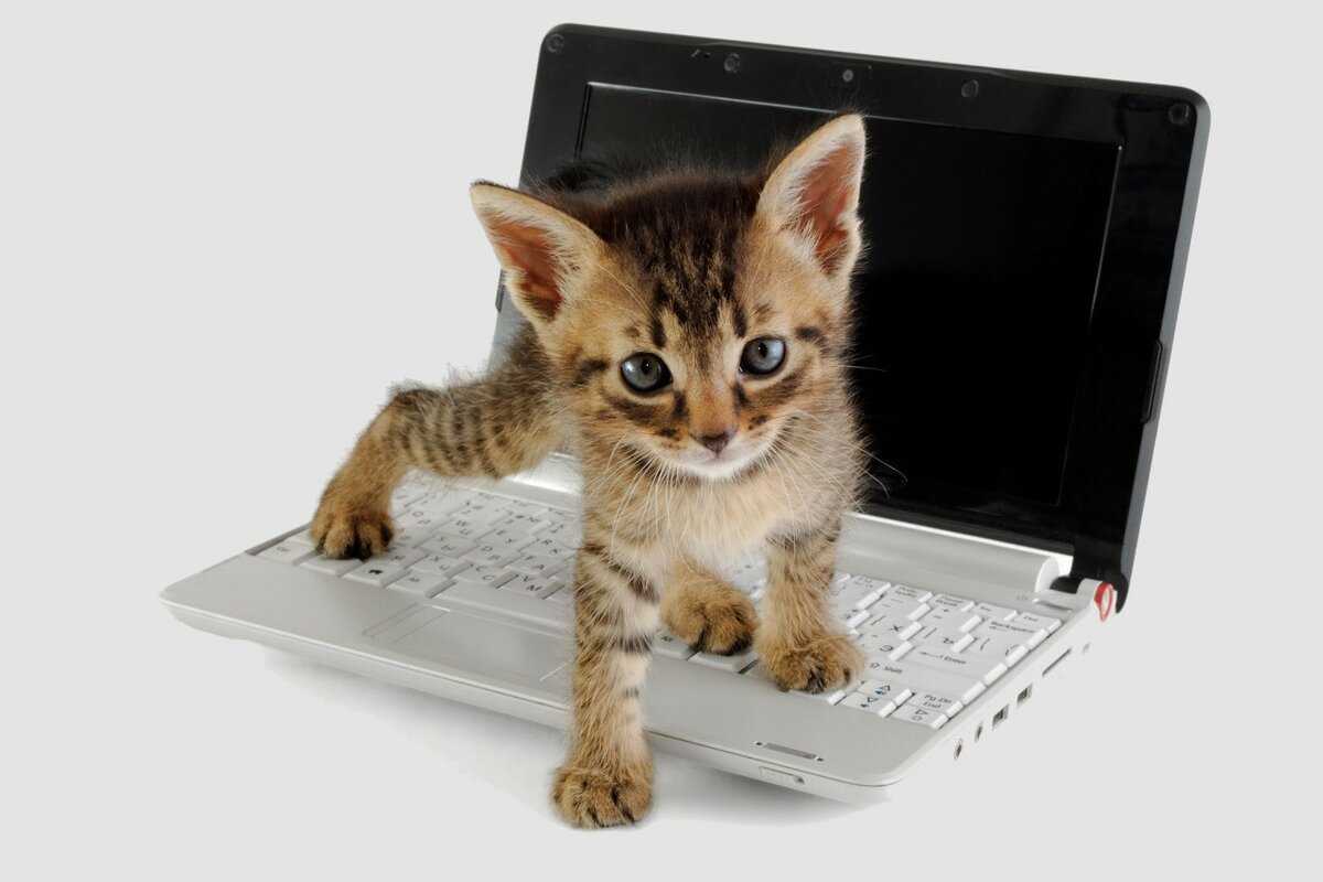 Игры для кошек на экране телефона, планшета и компьютера | rbk games