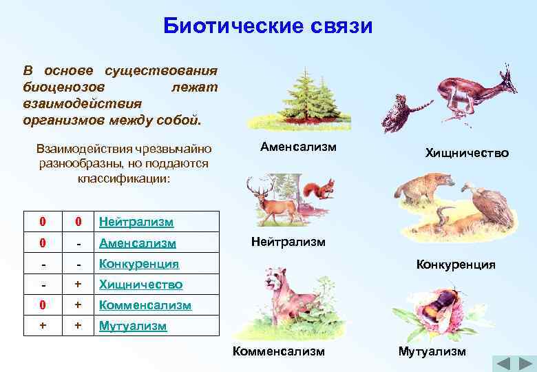 Взаимоотношения между организмами – примеры, характеристика и таблица