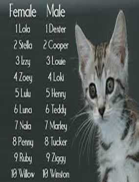 Как выбрать имя для котёнка-мальчика любой породы и цвета
