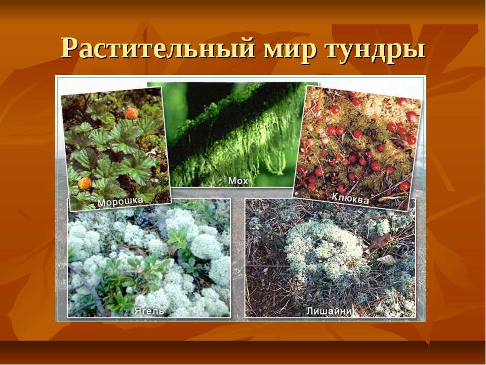 Список растений тундры: названия типичных представителей флоры, особенности растительного мира