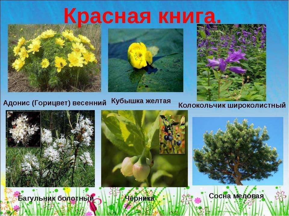 Читать книгу растения из красной книги россии сергея афонькина : онлайн чтение - страница 1