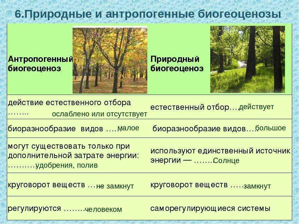 Антропогенные экосистемы - примеры и характеристика