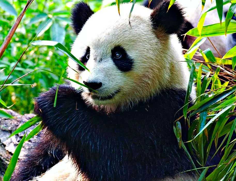 Как выглядит панда: описание, характеристика и фото животного