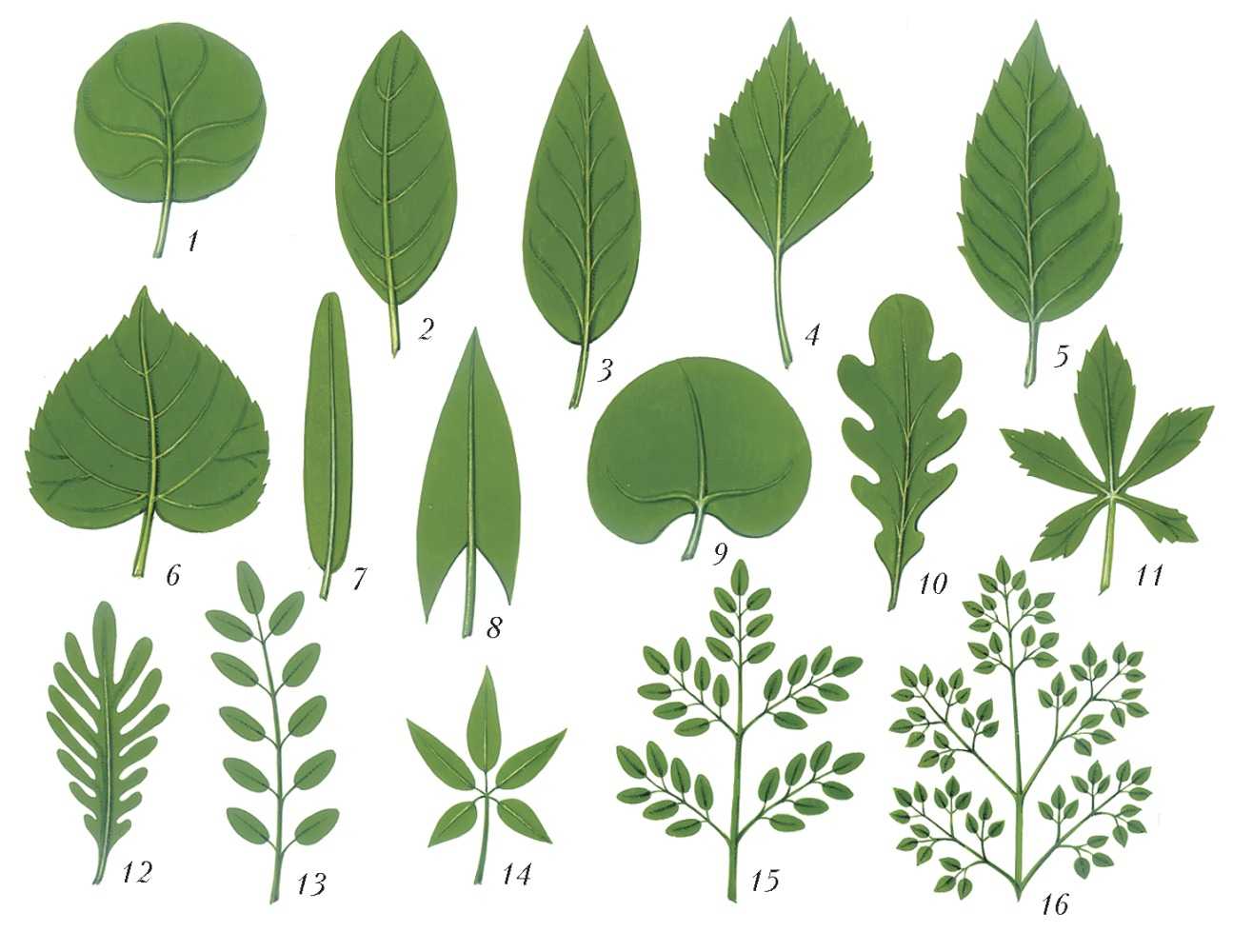 Строение листа растения. особенности строения листа :: syl.ru