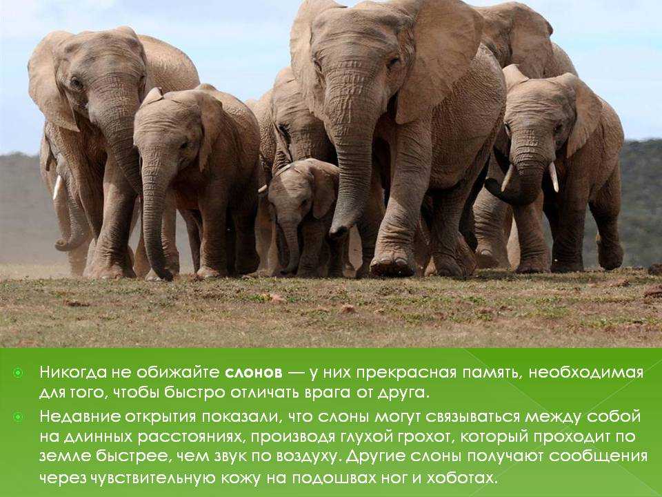Слон группа организмов. Слоны защищаются. Описание слона. Слоны картинки с описанием. Память слонов.