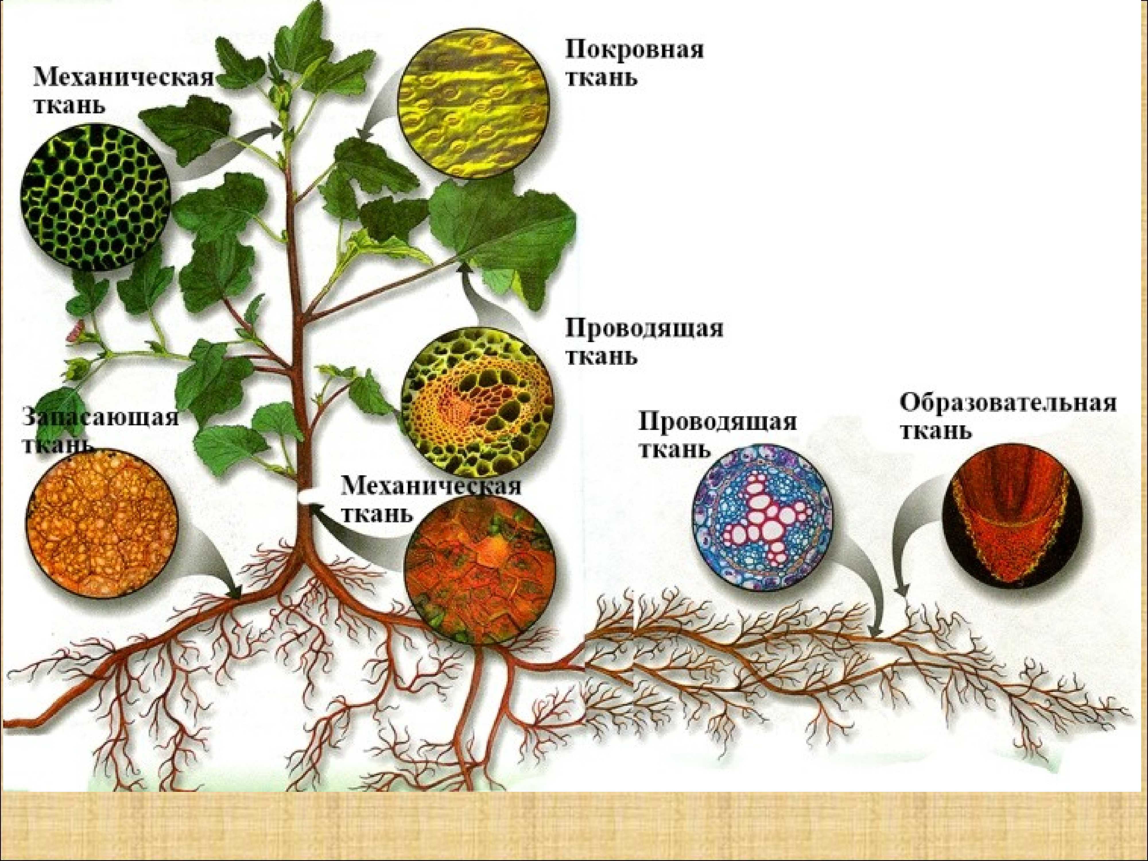 Ткани высших растений.