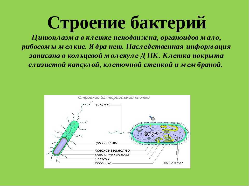 Клетка бактерий рибосомы. Органоиды бактериальной клетки. Строение цитоплазмы бактериальной клетки. Бактерии строение и функции.
