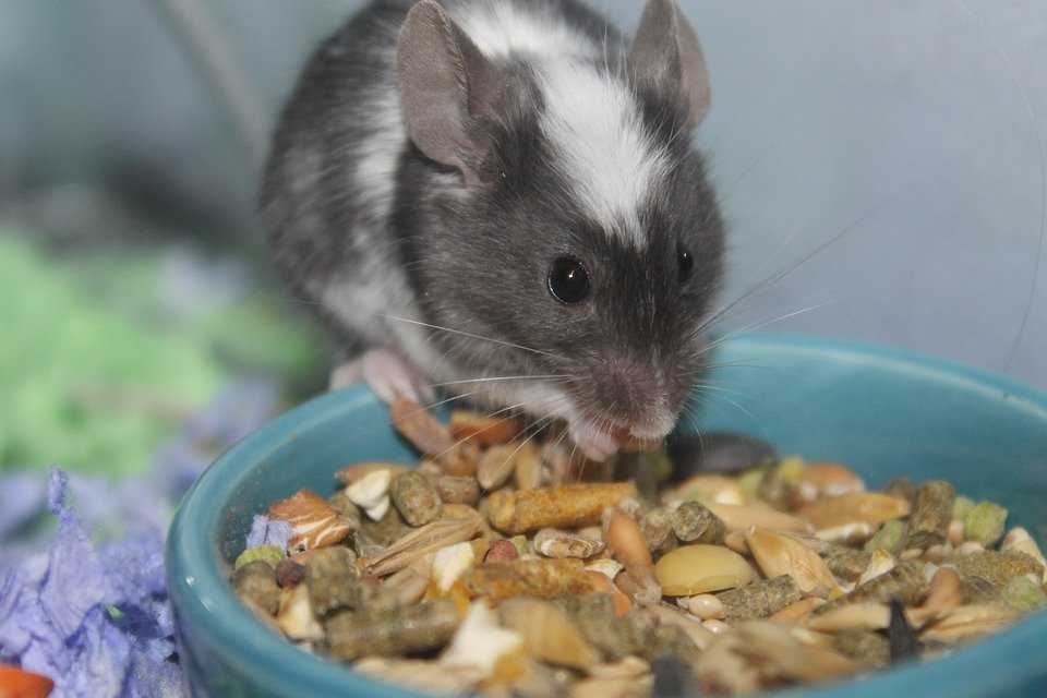 Мыши обычно любят есть продукты с высоким содержанием углеводов, такие как зерна, фрукты и семена