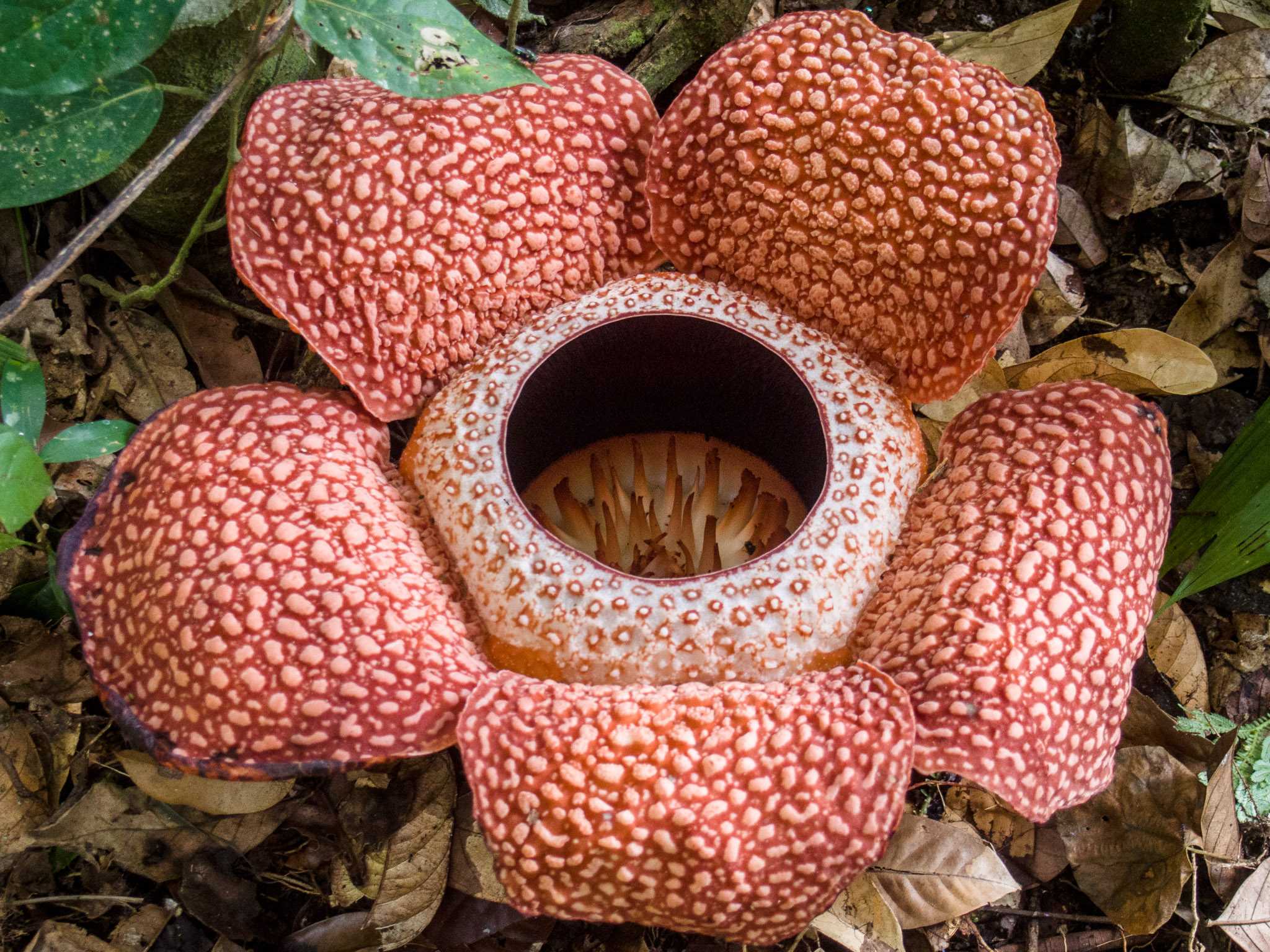 Rafflesia - вики