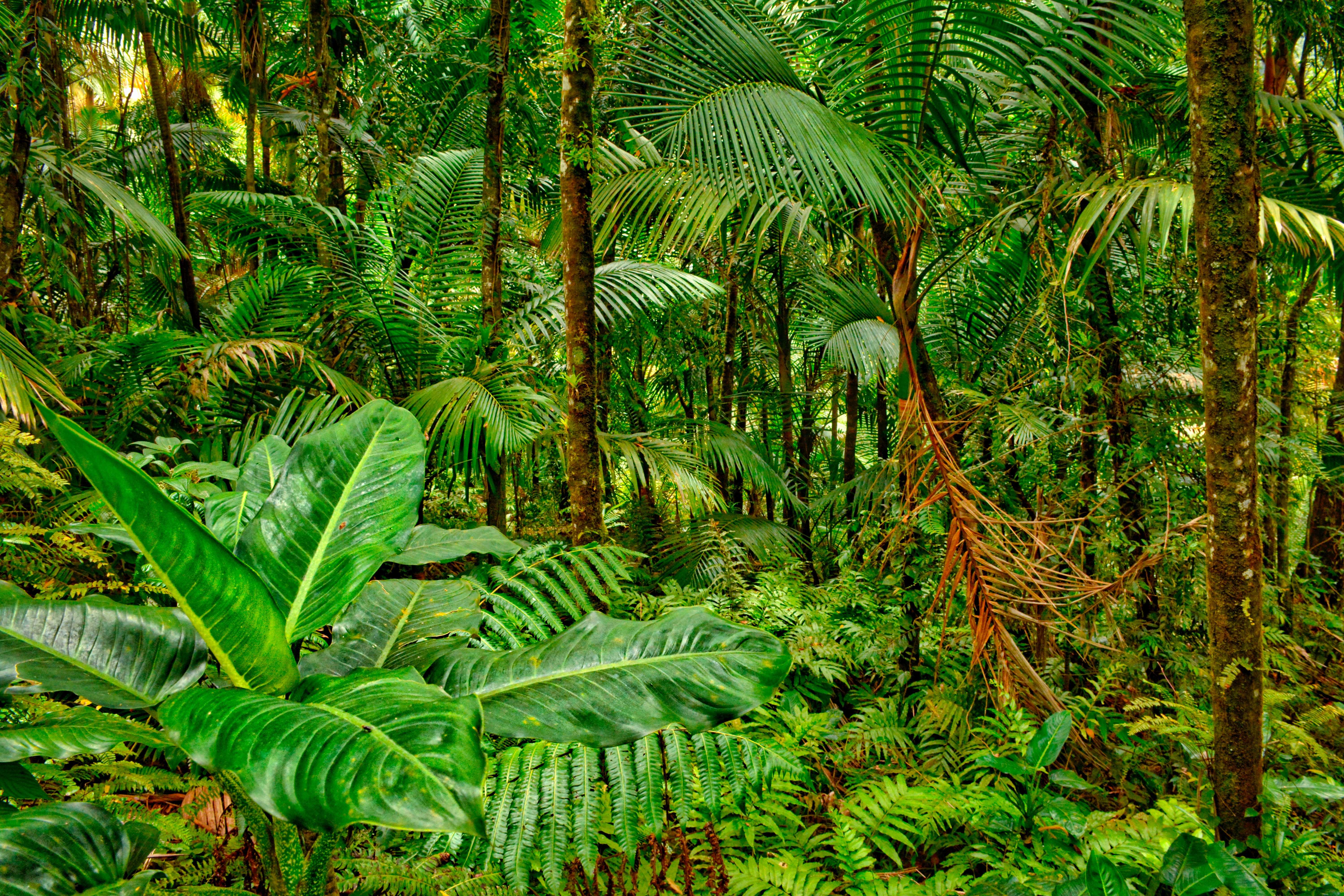 В этой статье вы узнаете о 10 самых удивительных растений тропического леса, которые взбудоражат ваш разум и помогут познакомиться ближе с удивительной природой нашей планеты