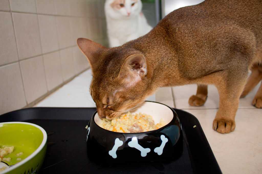 Как правильно и без осложнений перевести котенка или взрослую кошку с «натуралки» на сухой корм?