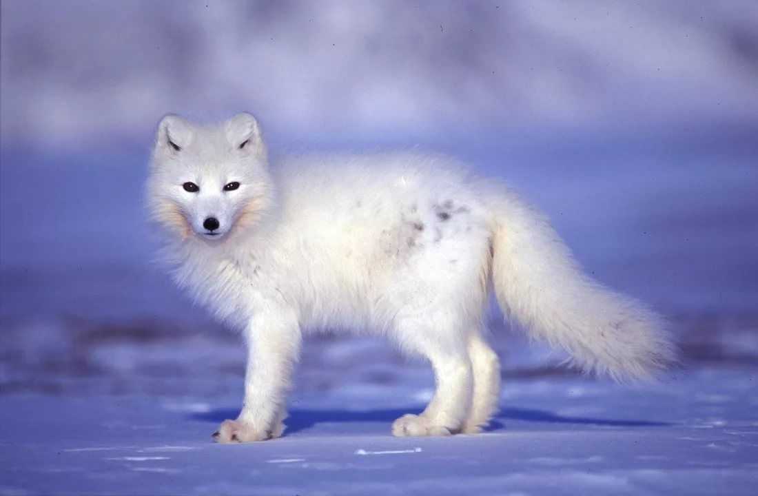 Животные зоны арктических пустынь: фото и описание