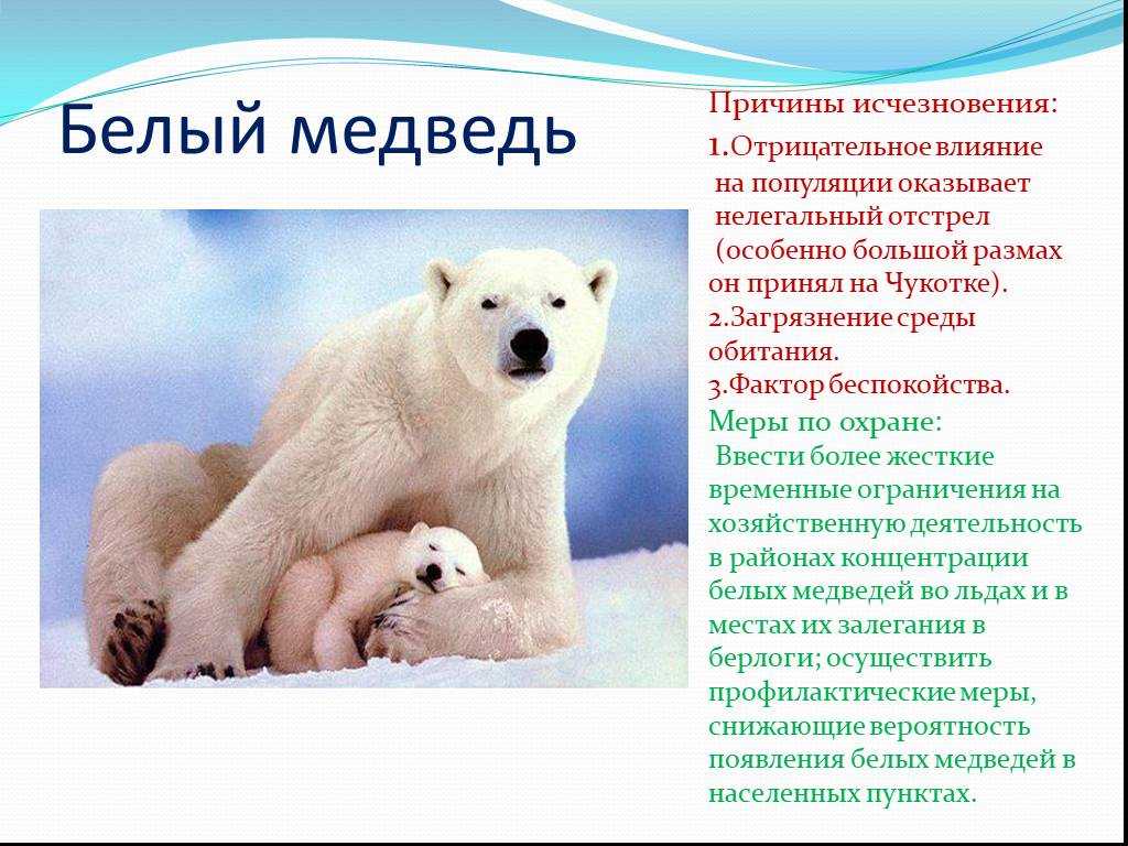 Полярный медведь — posmotre.li