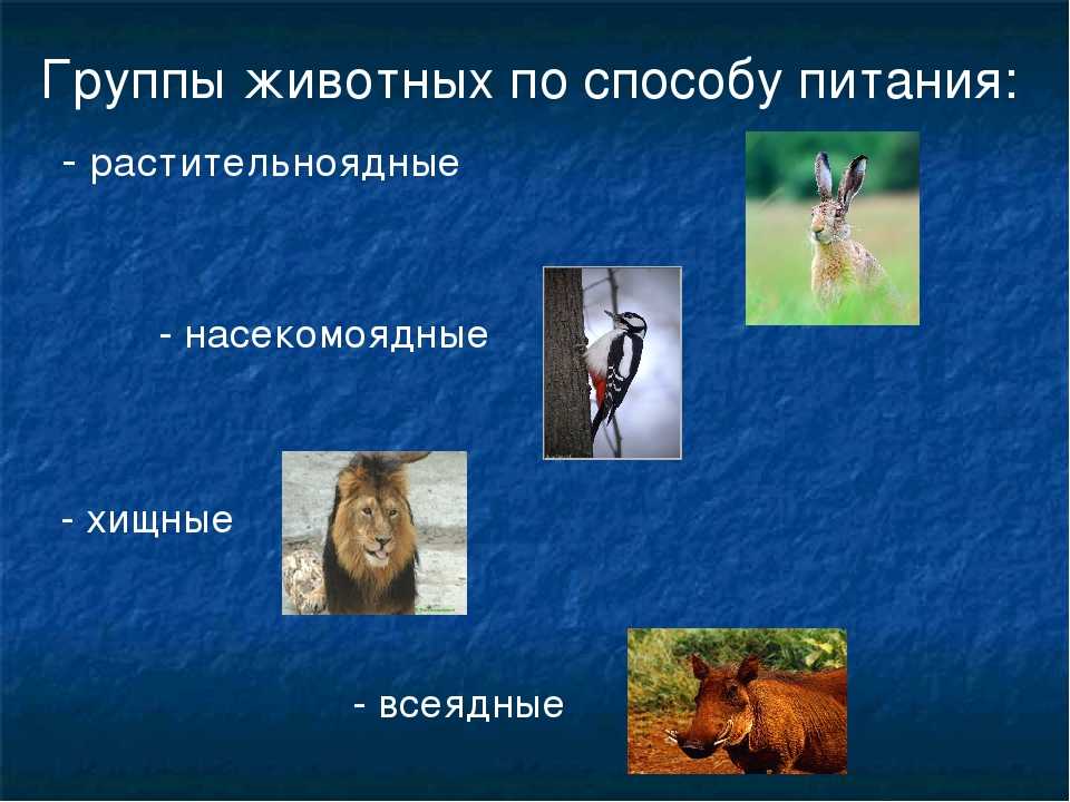 Растительноядные животные список с примерами и названиями