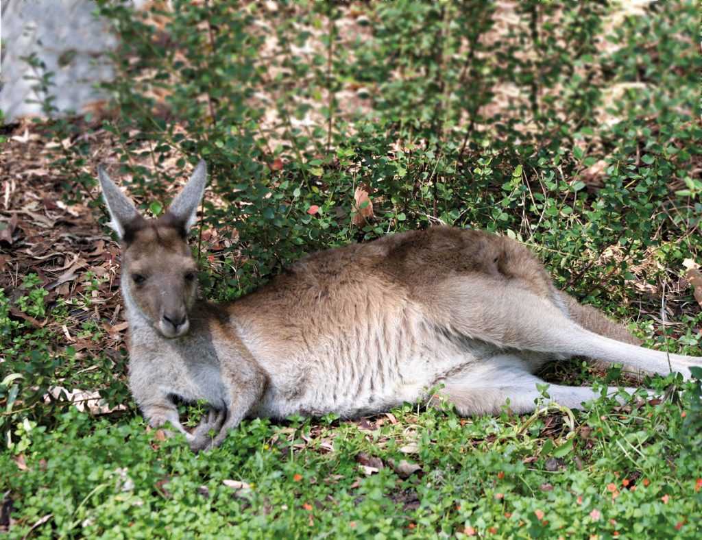 Интересные факты о кенгуру - подборка фото