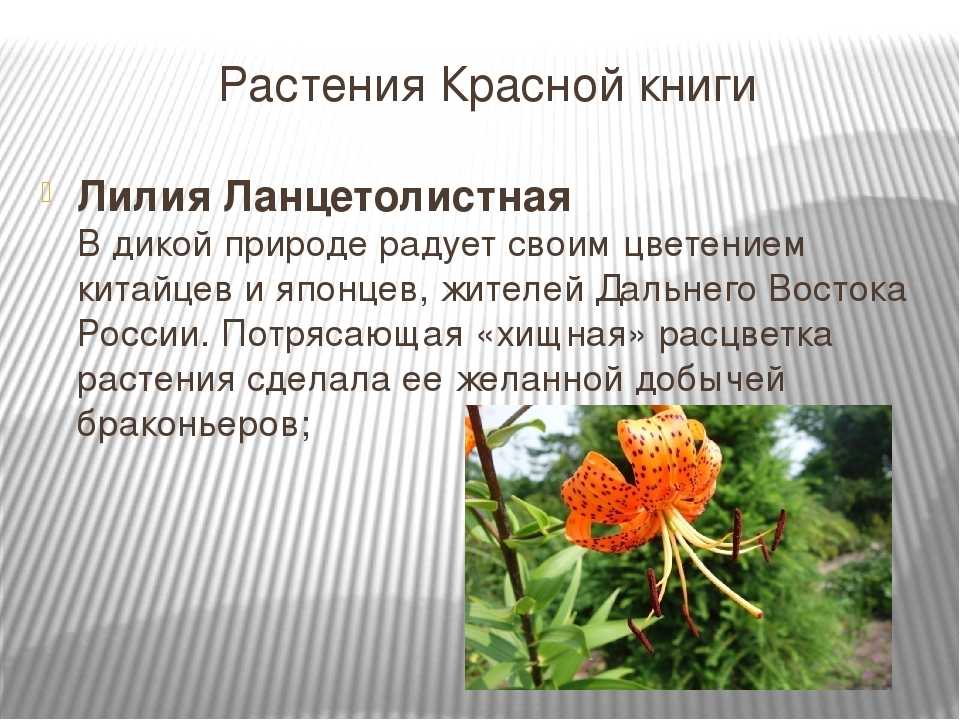 Растения степной зоны россии  описание, названия и основные особенности