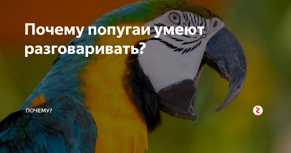 Как научить волнистого попугая разговаривать: 7 шагов