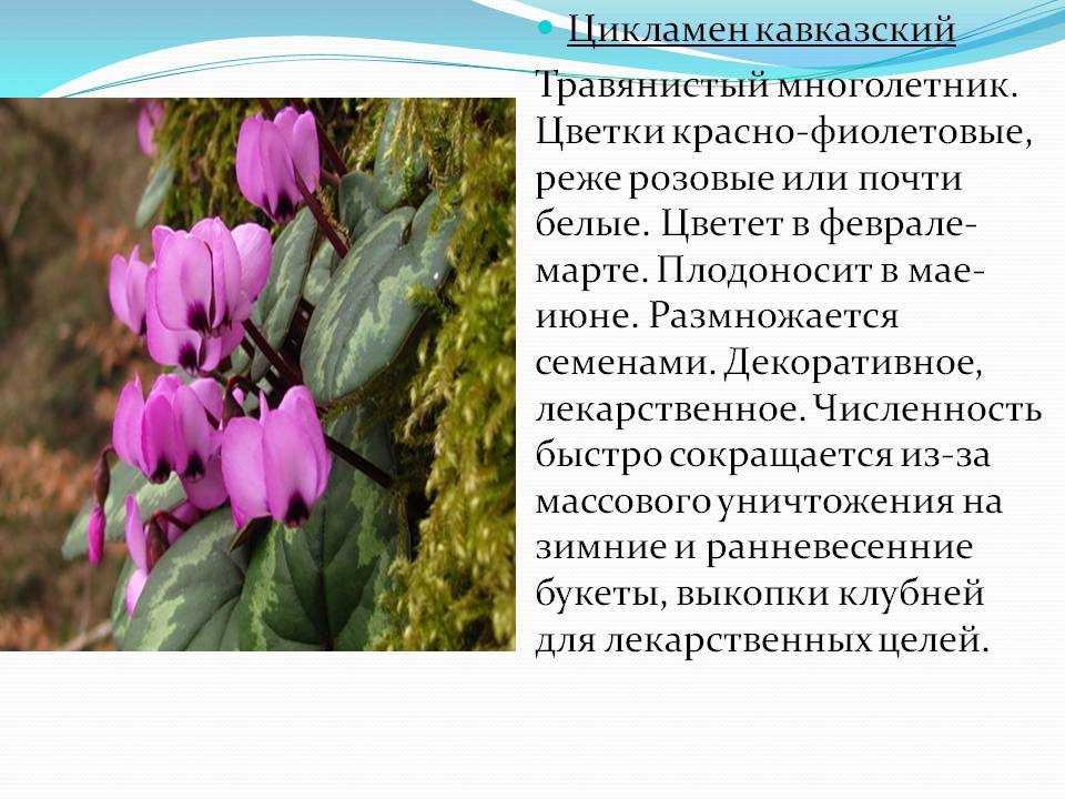 Растения, занесенные в красную книгу россии: описание и фото :: syl.ru