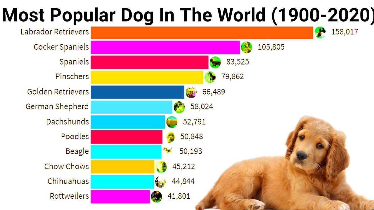 Рейтинг собак 2023. Статистика самых популярных пород собак. Популярность пород собак. Самая популярная порода собак в России статистика. Самые распространенные породы собак.