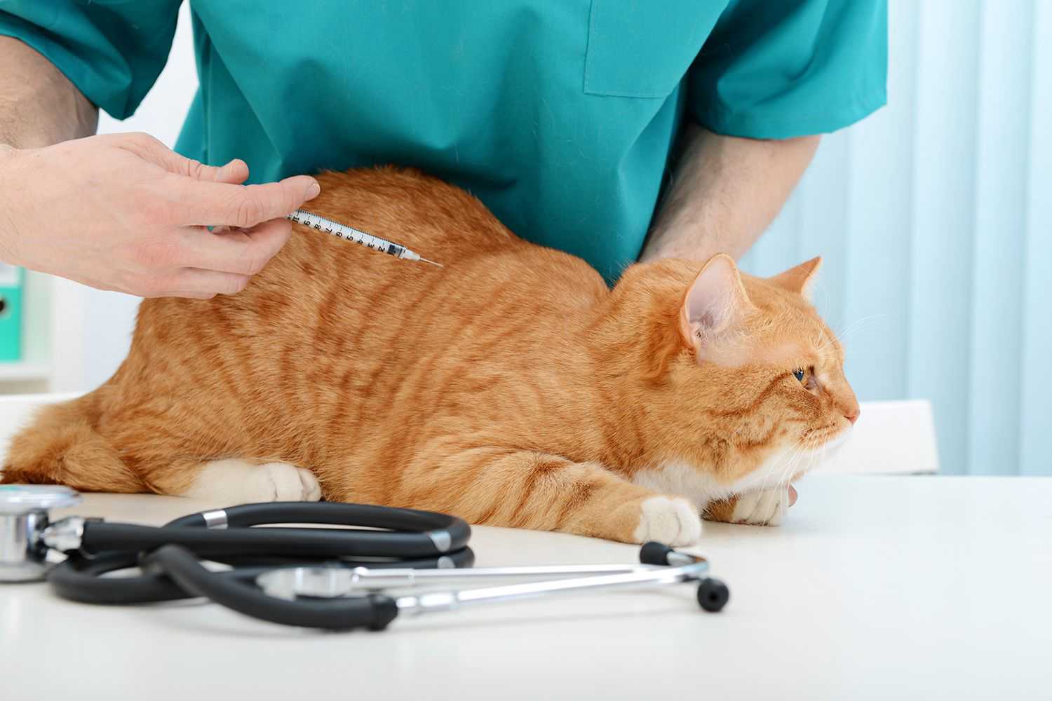 8 причин кровяных выделений у кошки - что делать
