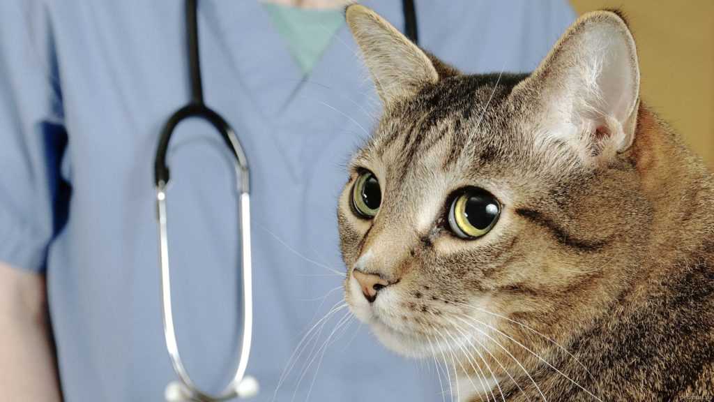 9 причин почему у кошки кровь в моче - симптомы и лечение