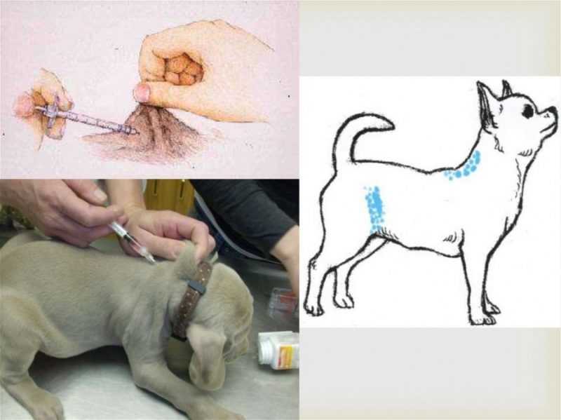 Как сделать укол кошке или коту: подкожно в холку, внутримышечно в бедро, особенности инъекций взрослым животным и котятам, видео