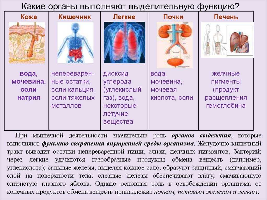 Различных заболеваниях органов и систем. Какие органв выполняют выделительнуб функ. Выделительная функция организма. Система органов выделения. Какие органы выполняют выделительную функцию.