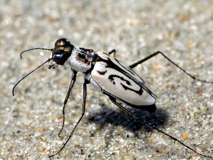 Самые большие среди насекомых в мире