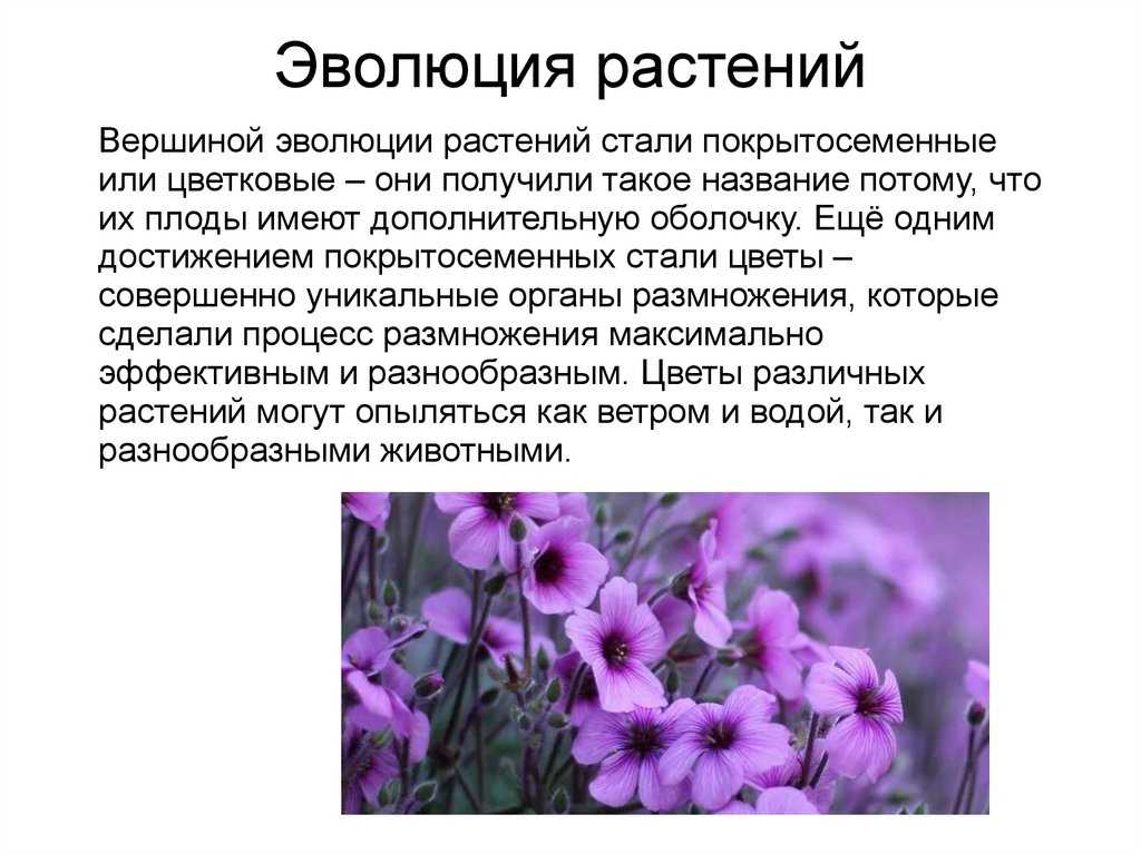 Урок 8: эволюция растений - 100urokov.ru