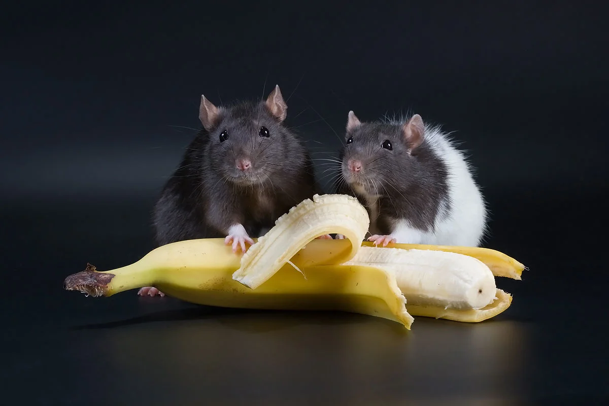 (обновлено) чем кормить домашнюю декоративную крысу: чем питается и что любит кушать, составляем сбалансированный рацион