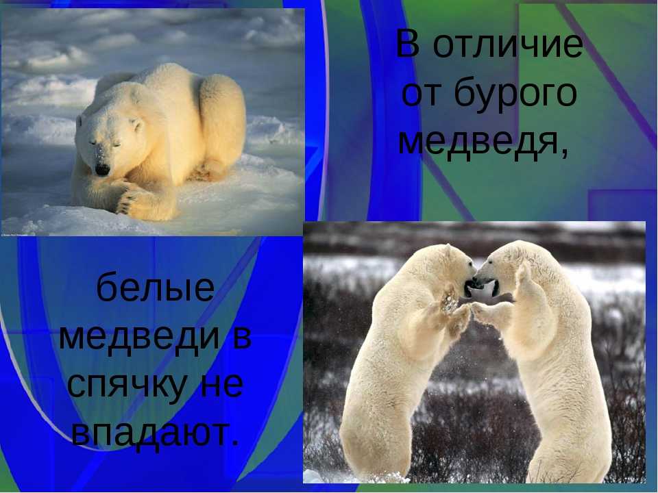 Белый медведь (ursus maritimus)