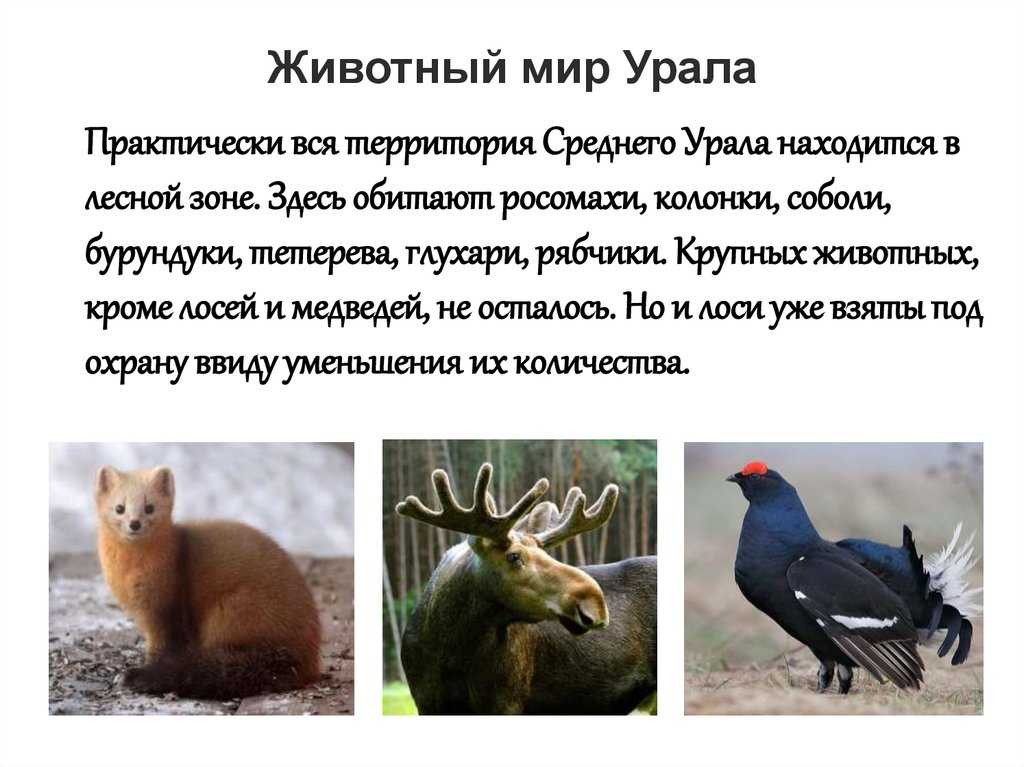 Флора и фауна челябинской области проект