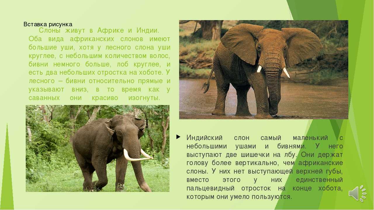 Урок по окружающему миру «питание диких животных» (1 класс)