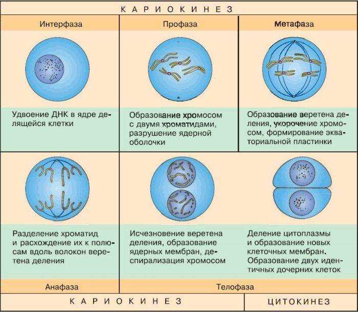Жизненный цикл клетки: интерфаза и митоз / справочник :: бингоскул