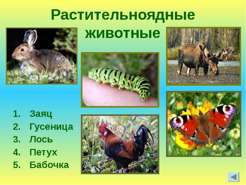 Растительноядные животные - описание, характеристика, виды