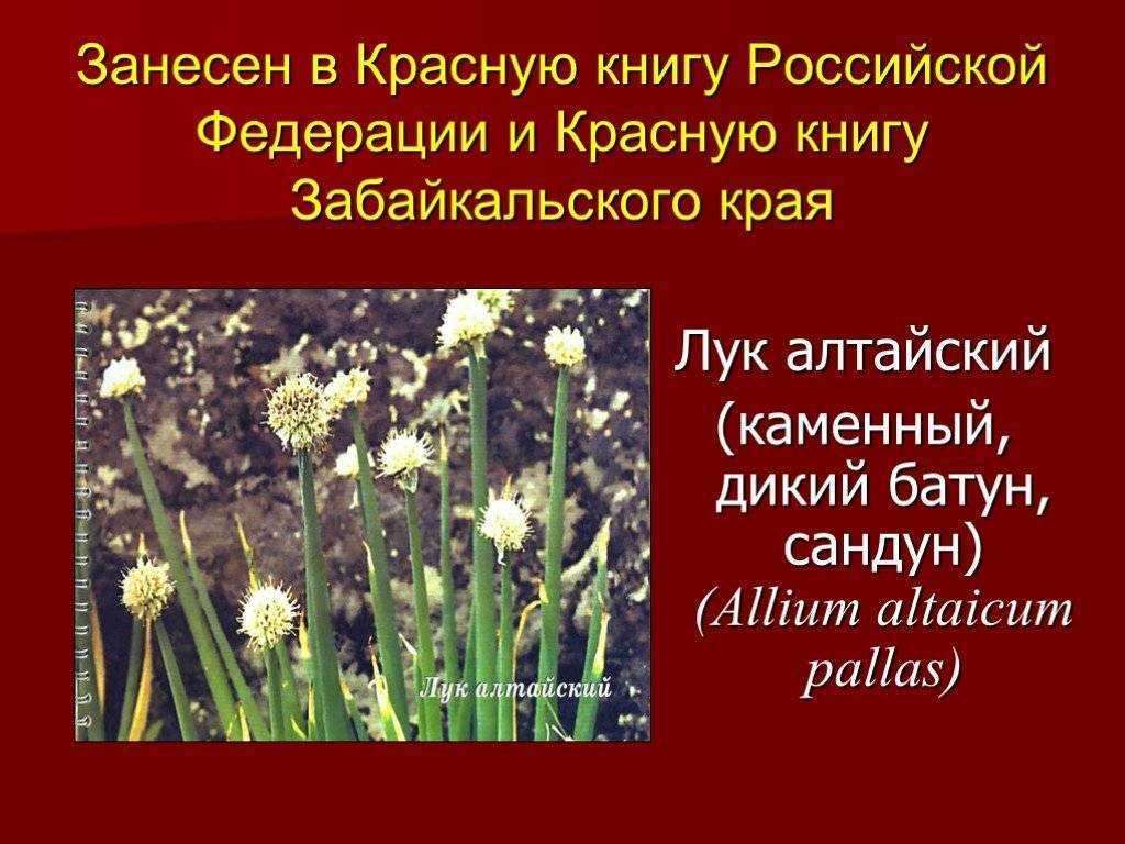 Растения красной книги: редкие цветы, деревья и кустарники