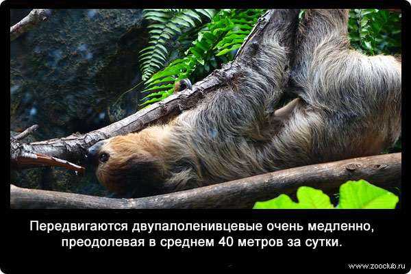 Ленивец — места обитания и особенности, рацион, размножение и жизненный цикл + 75 фото