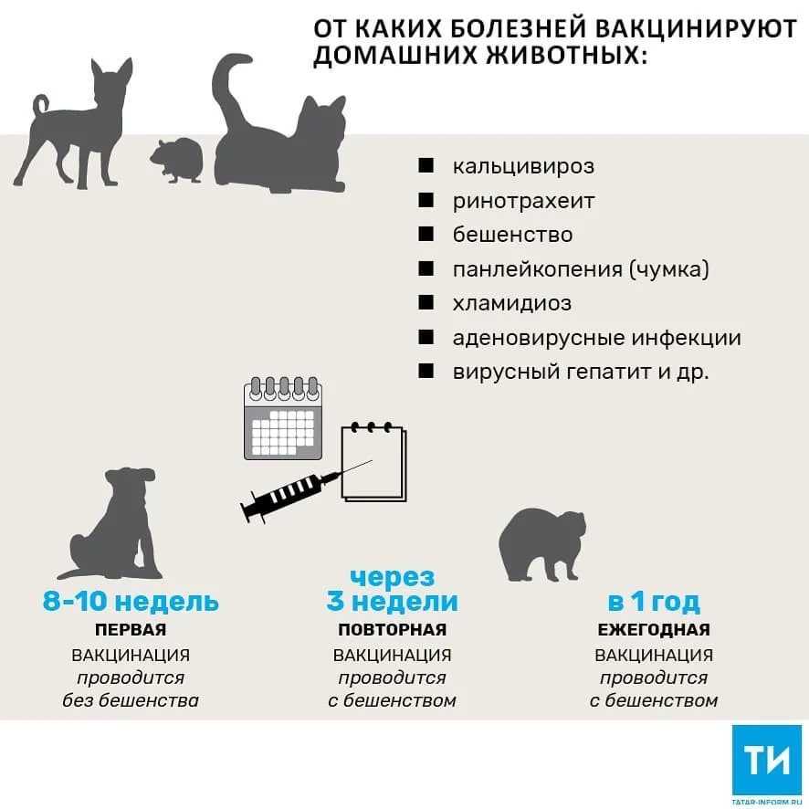 Прививки котятам и взрослым кошкам: таблица с графиком вакцинации по возрасту, когда делать в первый раз