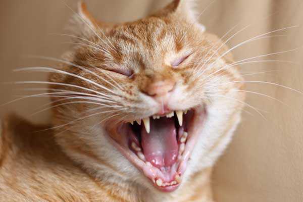 Кошки, выпадение зубов у кошек, причины заболевания и способы лечения