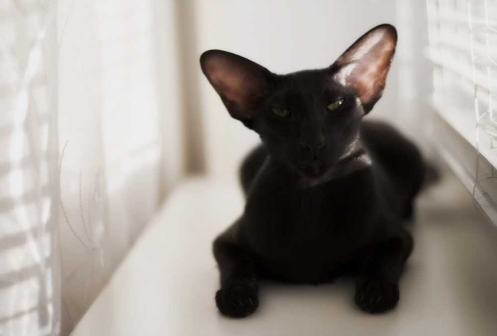 Самые умные породы кошек: топ-10 список с фото самых умных кошек
