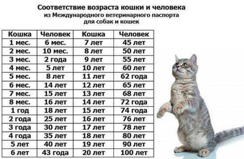 Правильный возраст кошки вычисляется иначе.